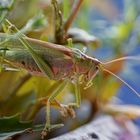 großer Besucher im Garten