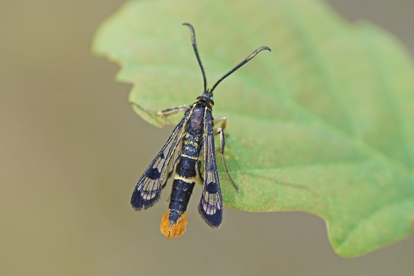 Großer Birkenglasflügler (Synanthedon scoliaeformis)