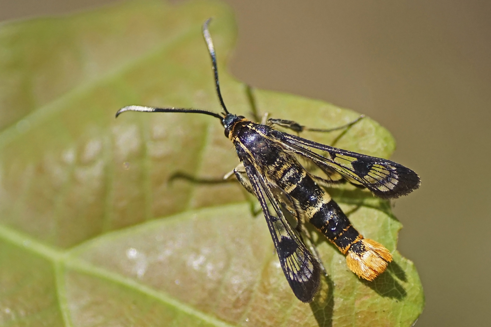 Großer Birkenglasflügler (Synanthedon scoliaeformis)