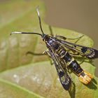 Großer Birkenglasflügler (Synanthedon scoliaeformis)