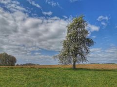 Großer Birnbaum