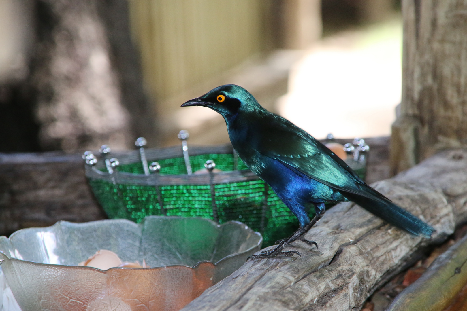 Großer blau- ohriger Starling