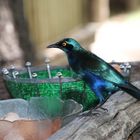 Großer blau- ohriger Starling