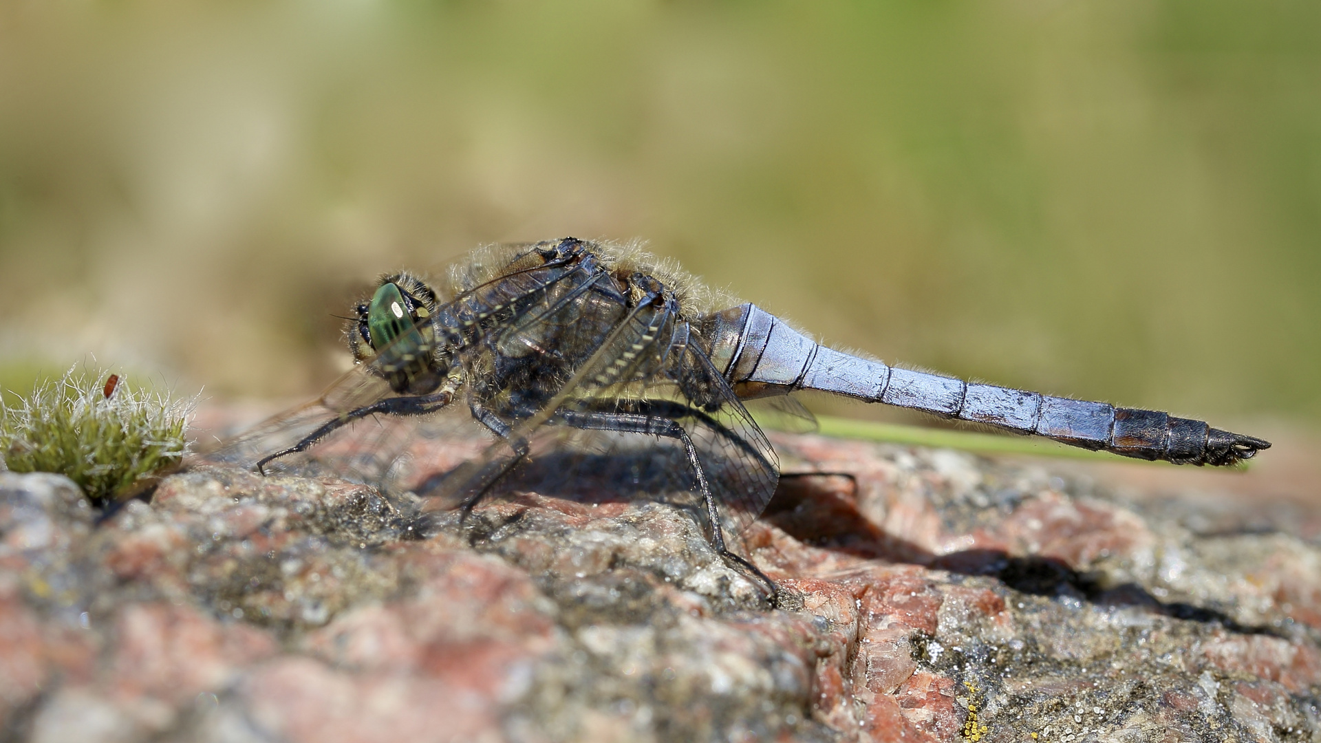 Großer blauer Segler