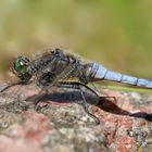 Großer blauer Segler