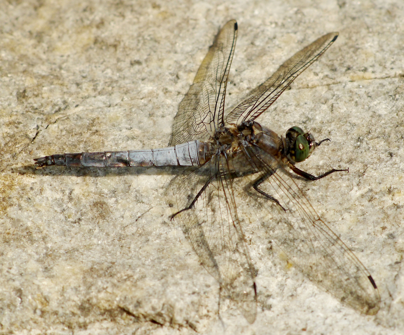 großer Blaupfeil