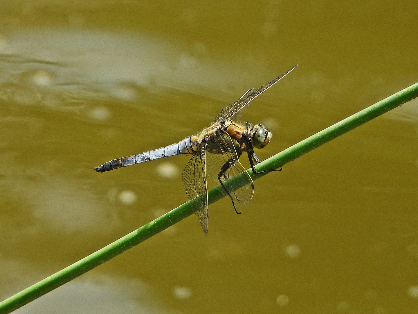 Großer Blaupfeil (26.06.2023)