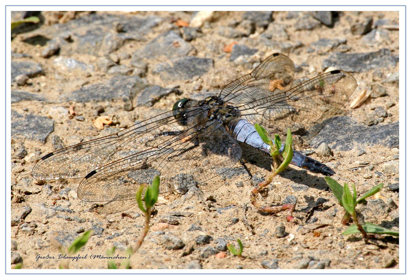 Großer Blaupfeil (3)