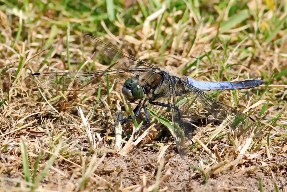 Großer Blaupfeil