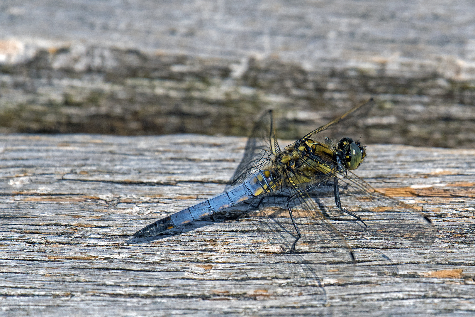 Großer Blaupfeil