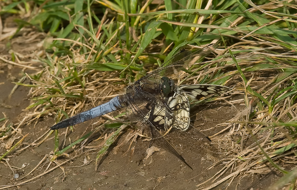 Großer Blaupfeil