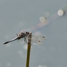 Grosser Blaupfeil am Ende des Sommers