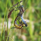 Grosser Blaupfeil bei der Paarung