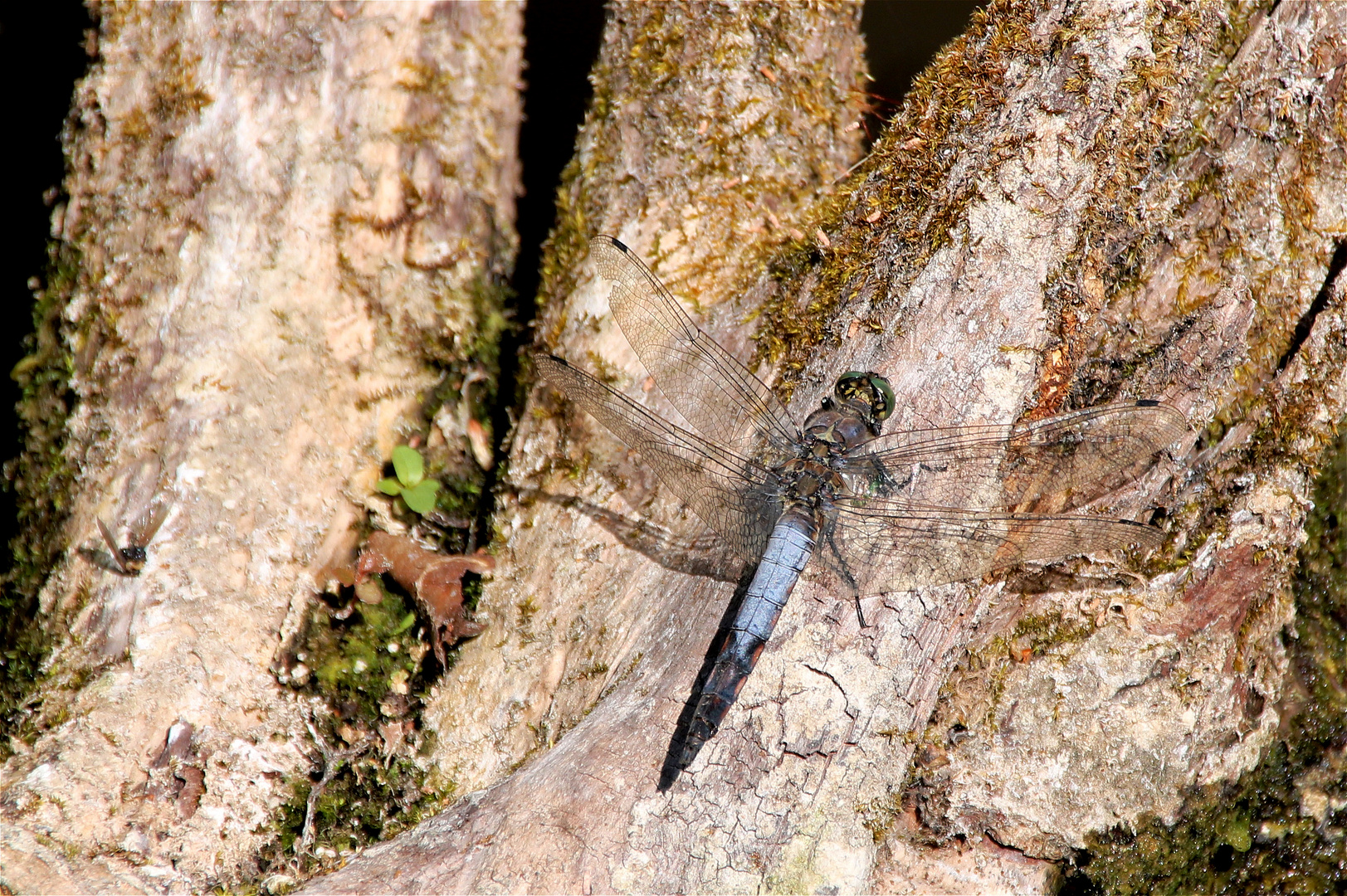 Großer Blaupfeil