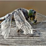 Großer Blaupfeil frisst Binsenjungfer