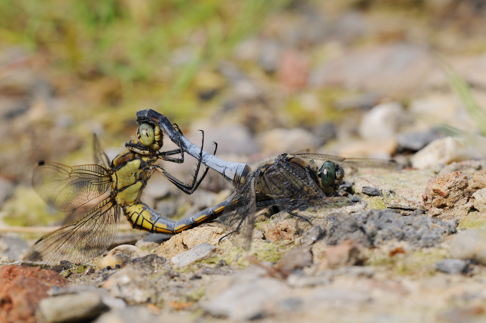 Großer Blaupfeil im Paarungsrad