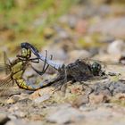 Großer Blaupfeil im Paarungsrad