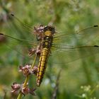 großer Blaupfeil - in gelb - Weibchen