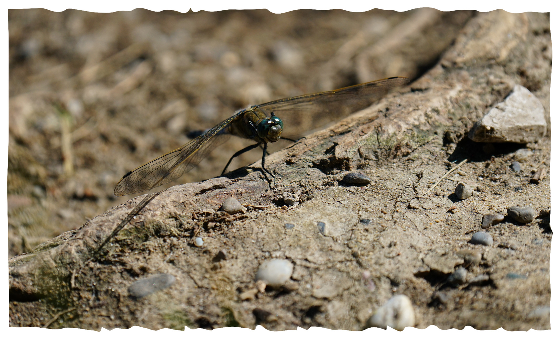 Grosser Blaupfeil (Libelle)