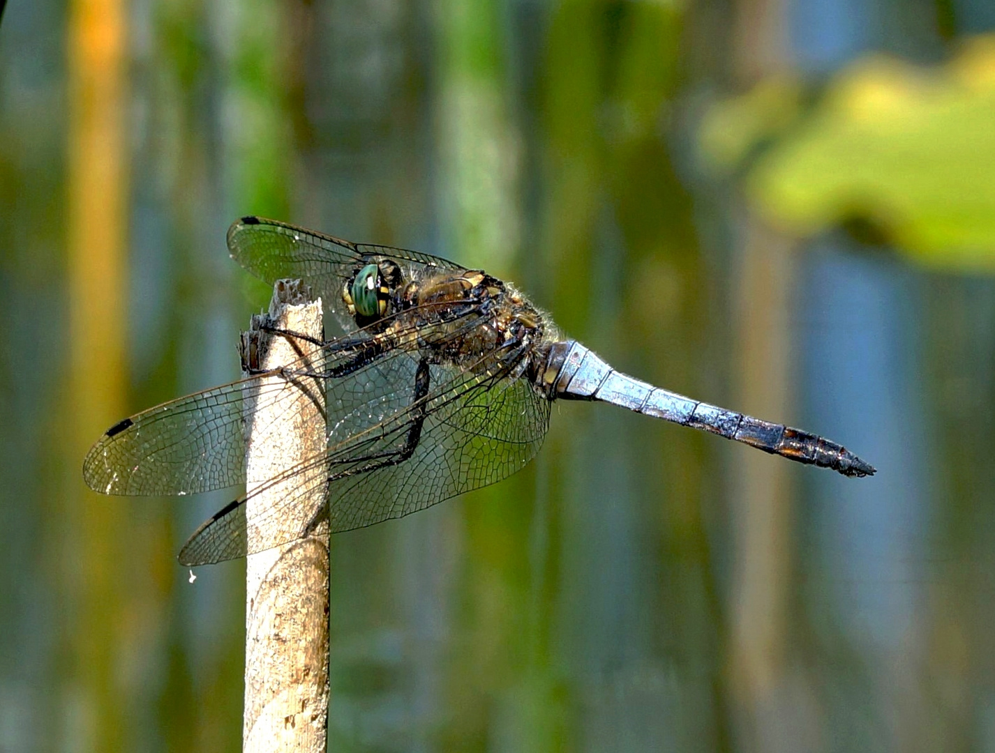 Großer Blaupfeil (Männchen)