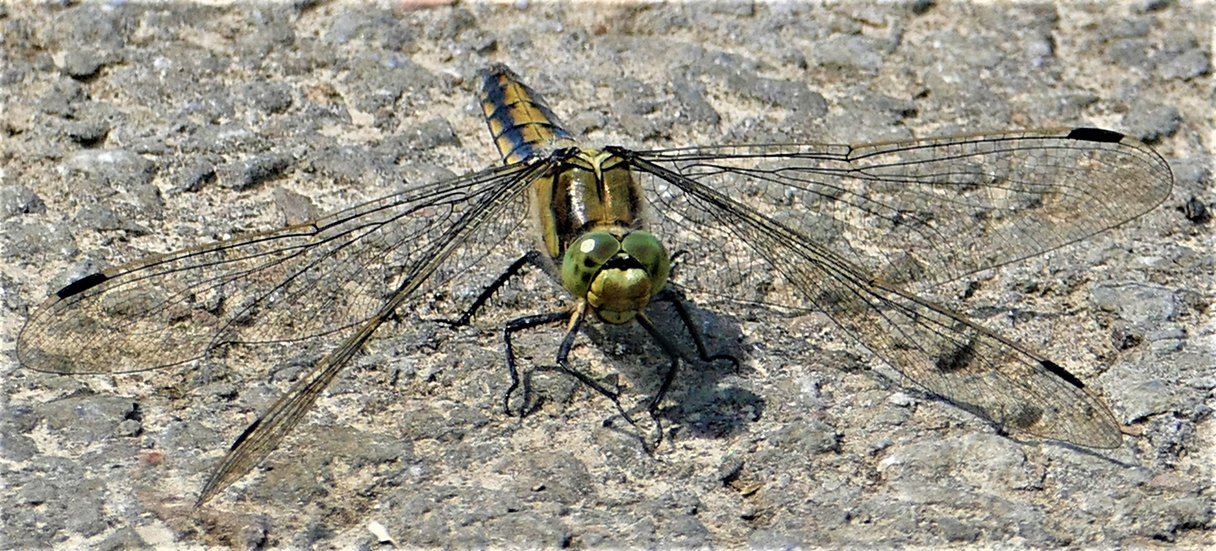 Großer Blaupfeil (männl.)