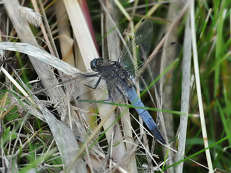 Großer Blaupfeil (männlich) - Orthetrum cancellatum 