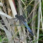 Großer Blaupfeil (männlich) - Orthetrum cancellatum 