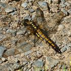 Großer Blaupfeil (Orthetrum cancellatum) ...