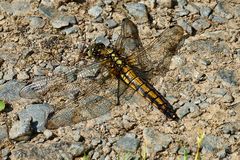 Großer Blaupfeil (Orthetrum cancellatum) ...