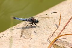 Großer Blaupfeil (Orthetrum cancellatum)