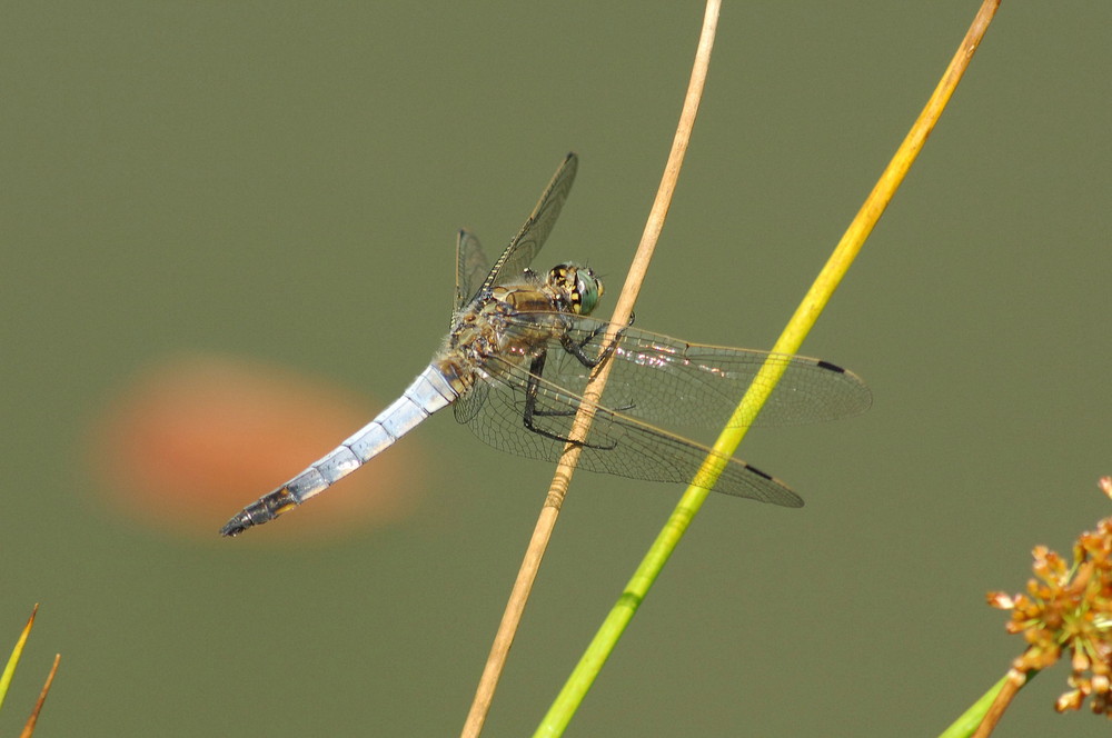 Großer Blaupfeil-Orthetrum cancellatum