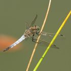 Großer Blaupfeil-Orthetrum cancellatum