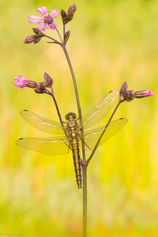 Großer Blaupfeil (Orthetrum cancellatum)