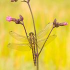 Großer Blaupfeil (Orthetrum cancellatum)