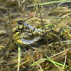 --- Großer Blaupfeil (Orthetrum cancellatum) ---