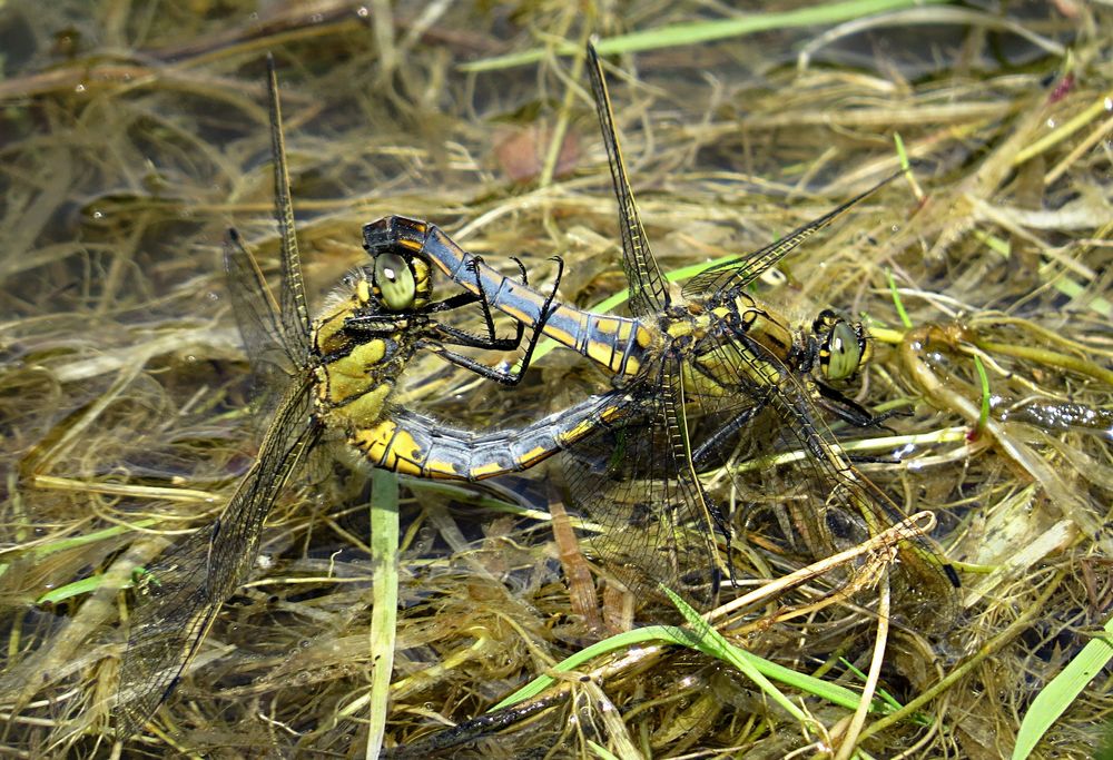 --- Großer Blaupfeil (Orthetrum cancellatum) ---