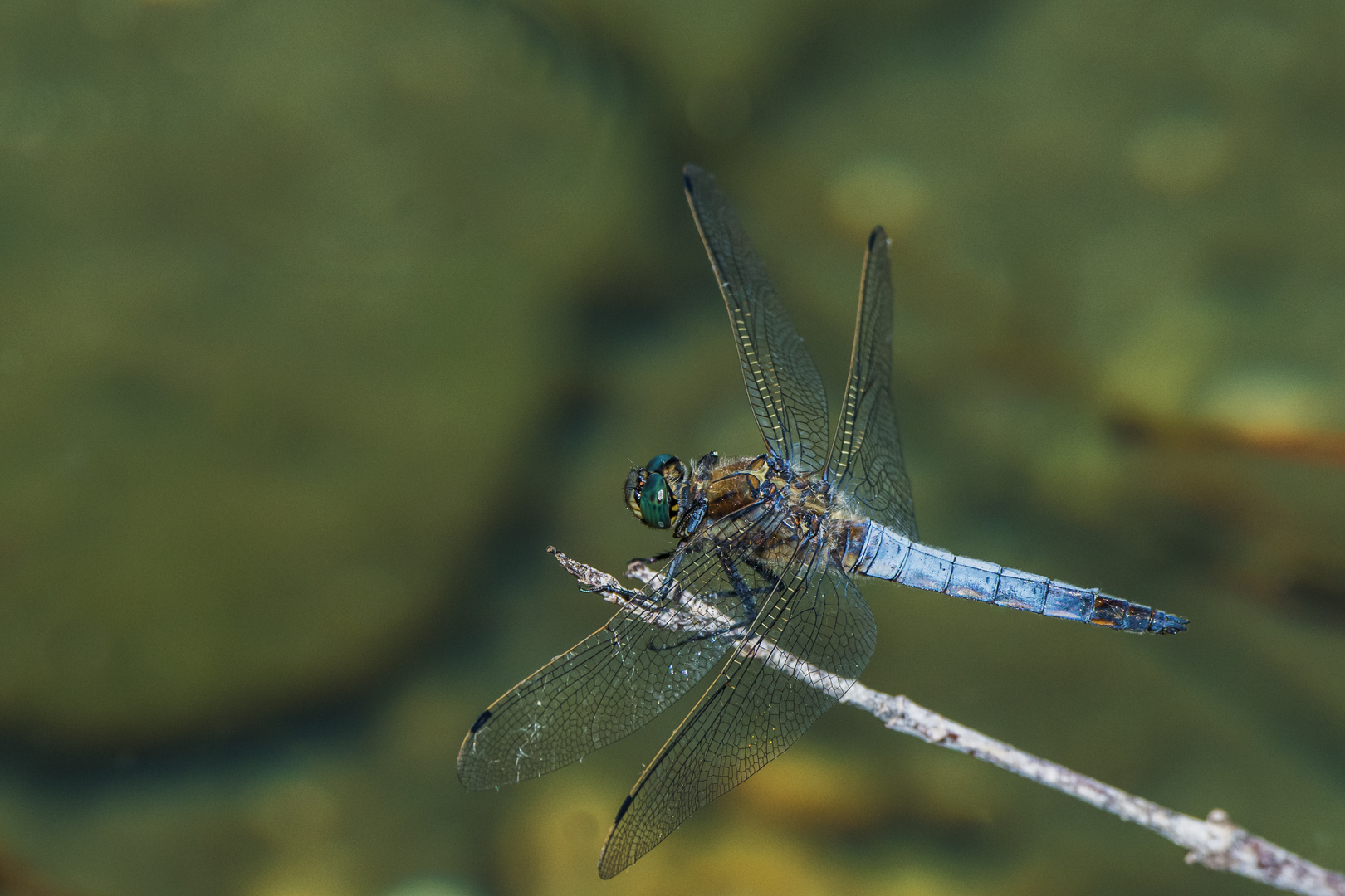 Großer Blaupfeil, Orthetrum cancellatum