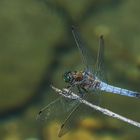 Großer Blaupfeil, Orthetrum cancellatum