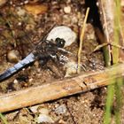 Großer Blaupfeil (Orthetrum cancellatum)