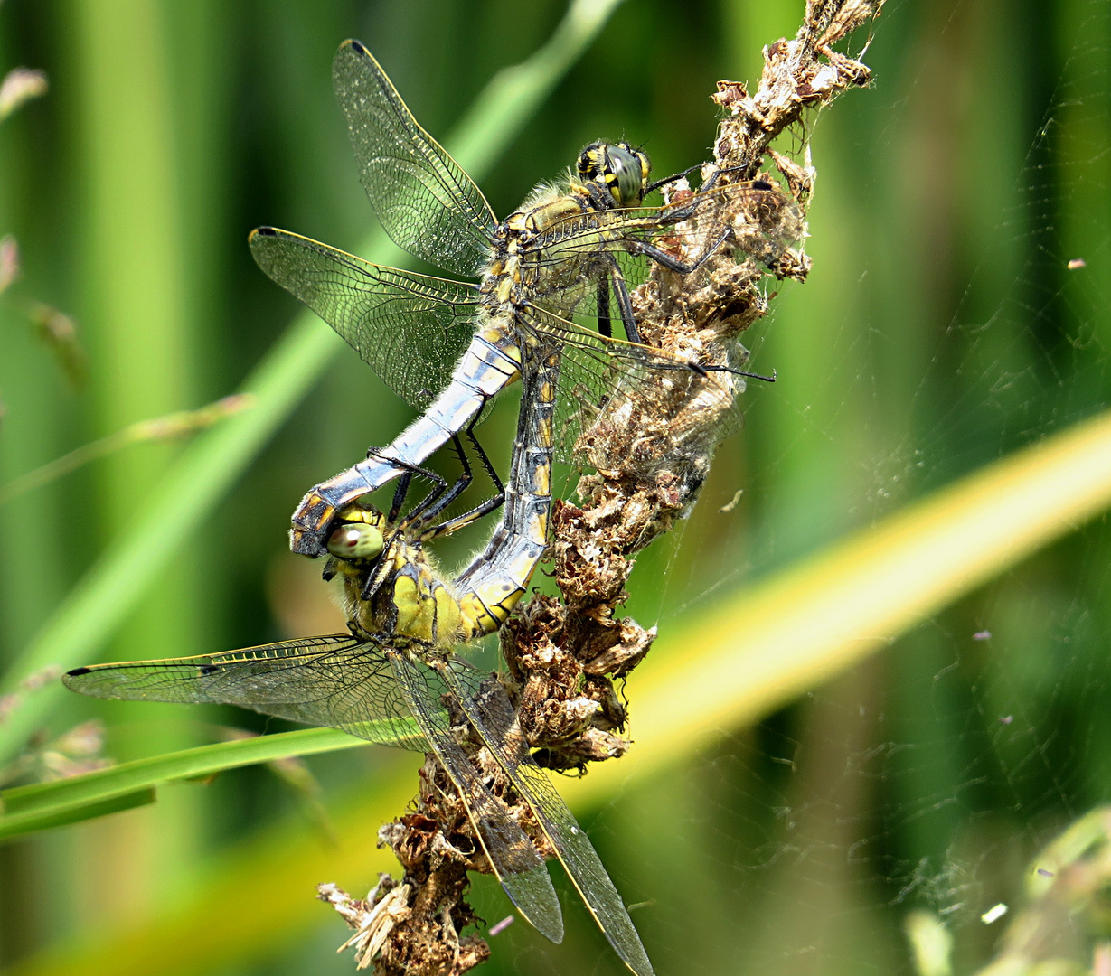 --- Großer Blaupfeil (Orthetrum cancellatum) ---