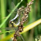 --- Großer Blaupfeil (Orthetrum cancellatum) ---