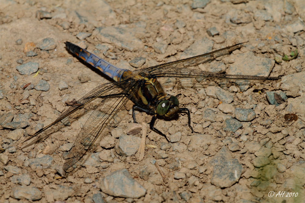 Großer Blaupfeil (Orthetrum cancellatum)