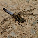 Großer Blaupfeil (Orthetrum cancellatum)