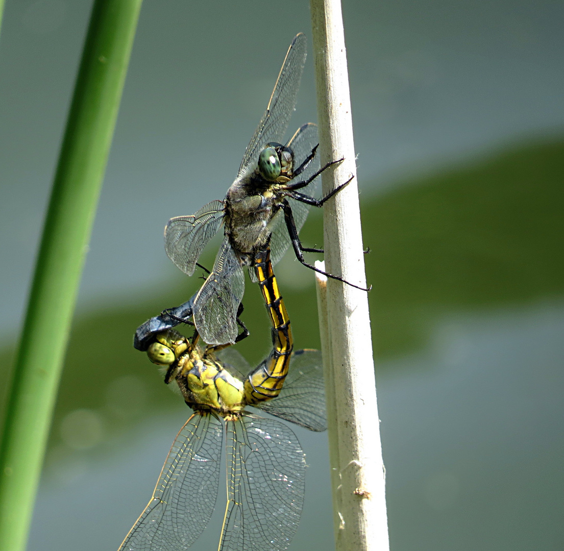 Großer Blaupfeil (Orthetrum cancellatum)