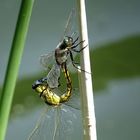 Großer Blaupfeil (Orthetrum cancellatum)