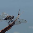 Großer Blaupfeil (Orthetrum cancellatum)