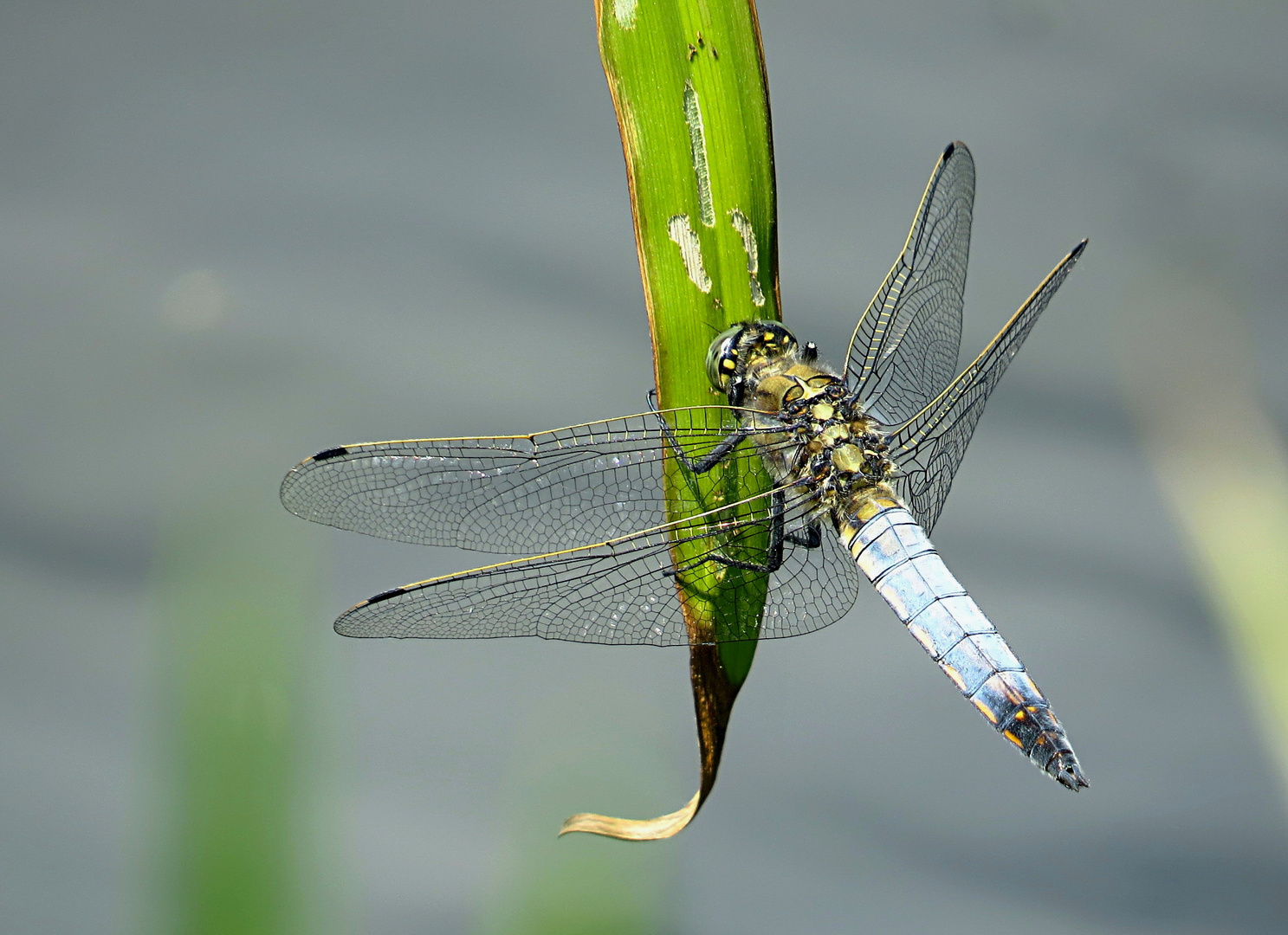 --- Großer Blaupfeil (Orthetrum cancellatum) --- 