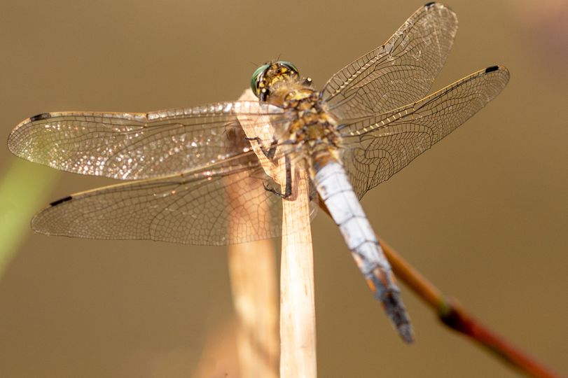 Großer Blaupfeil (Orthetrum cancellatum)