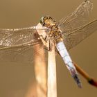 Großer Blaupfeil (Orthetrum cancellatum)