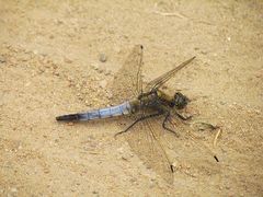 Großer Blaupfeil (Orthetrum cancellatum)